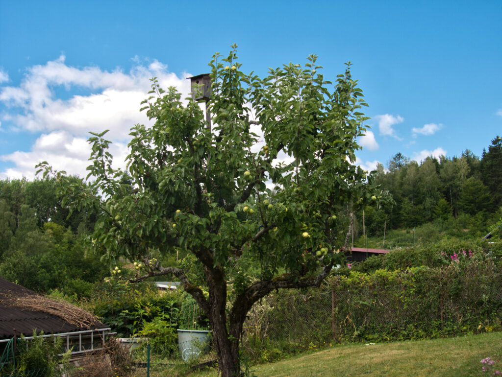 alter Apfelbaum