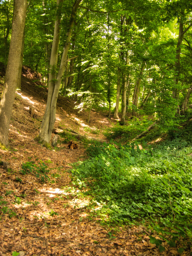 ein Graben verläuft durch unsere Anlage und hat sich über die Jahre in ein schönes Waldbiotop entwickelt