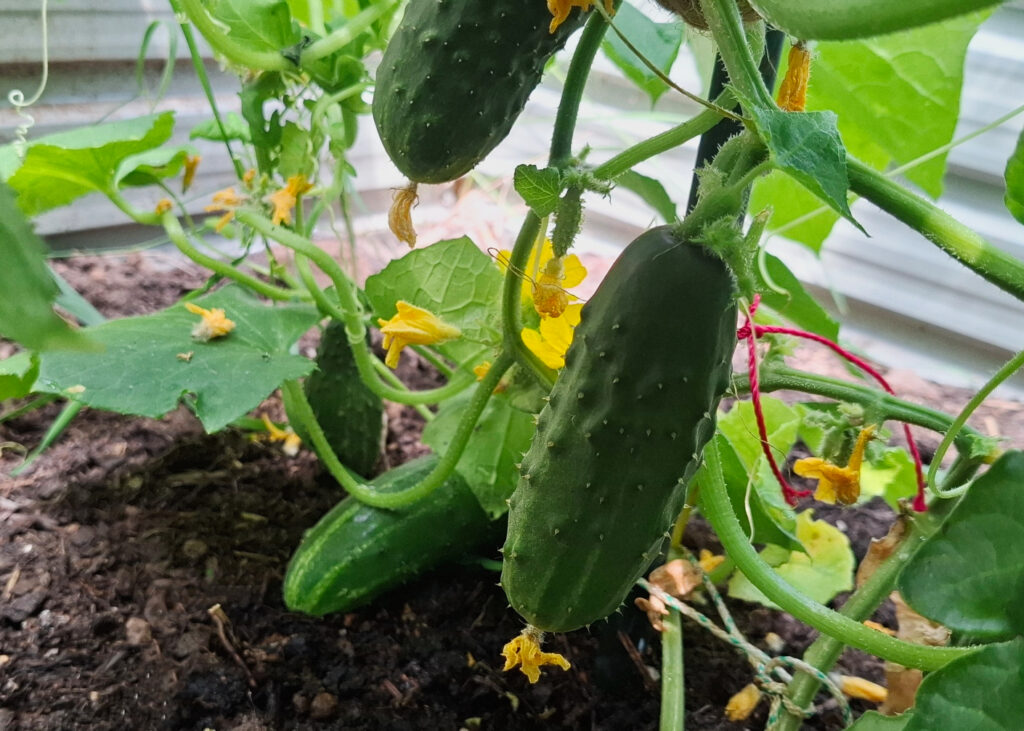 Im Gewächshaus gibt es reichlich Gurken zu ernten