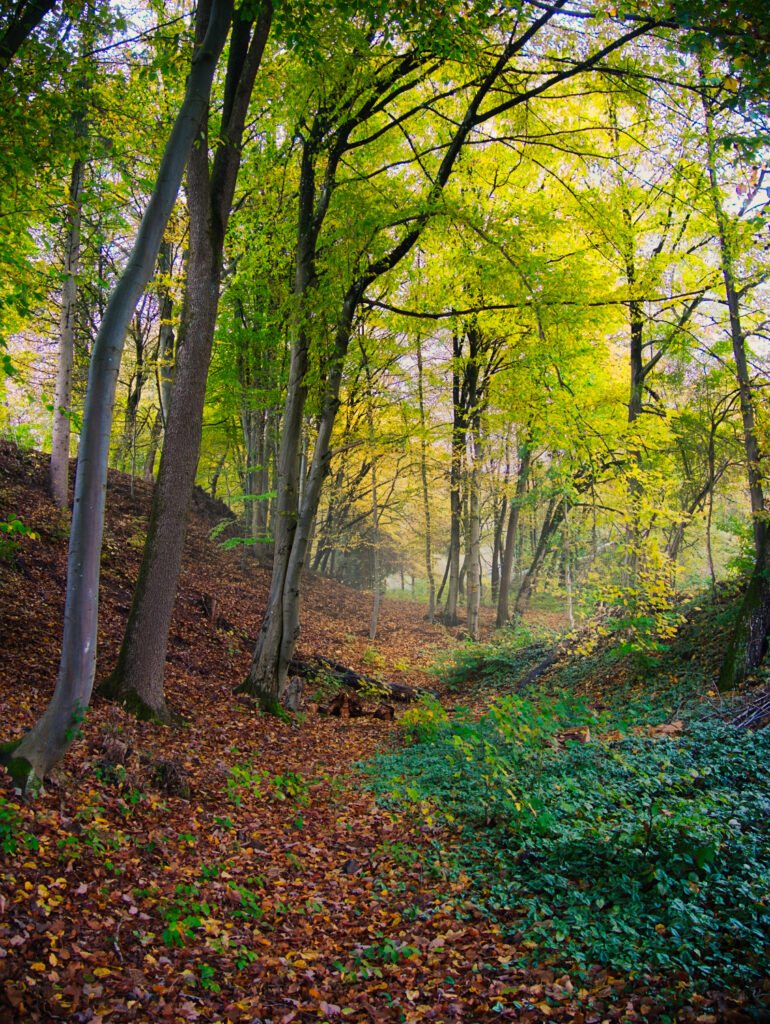 Waldbiotop im Herbst